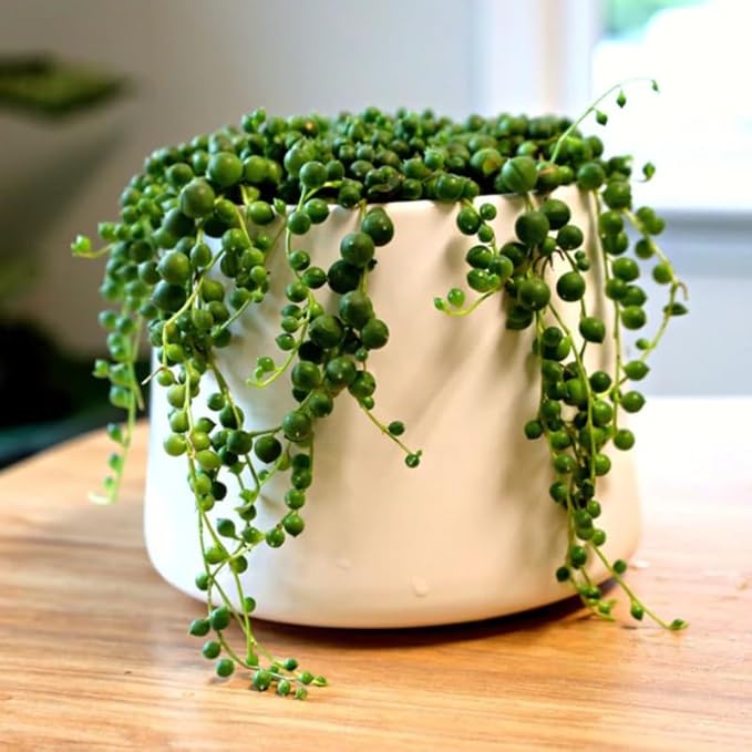 Green String of Pearls Plant Live, Trailing Succulent Vine, Indoor Hanging Houseplant, 4 Inch Pot