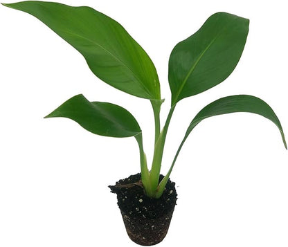 Live White Birds of Paradise Plant - 'White Birds of Paradise' Strelitzia nicolai - ragnaroc Tropical Plant 6-10” Tall - 2ct - Live Arrival Guaranteed - House Plants for Home Decor & Gift