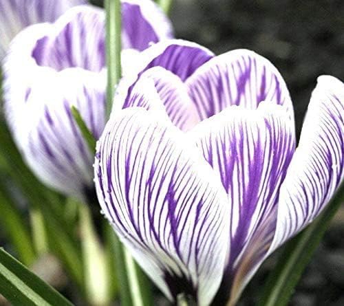 Jolie's Stars Striped Crocus (20 Bulbs) Made in USA, Ships from Our Iowa Nursery