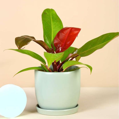 Philodendron Prince of Orange Live Plant for Indoor | Different Houseplants in 4'' & 6'' Pot | Real House Plant for Living Room, Office, Desk & Bathroom