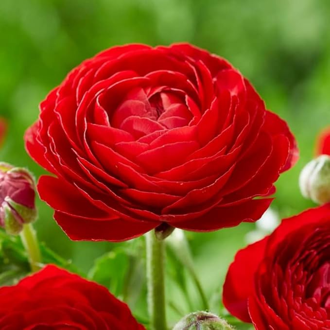 Red Ranunculus Flowers Bulbs for Spring Planting, Perennial Flower Bulbs, Early Spring Flower to Plant Outside, Colorful Blooms Groundcover Bulbs, Top Size
