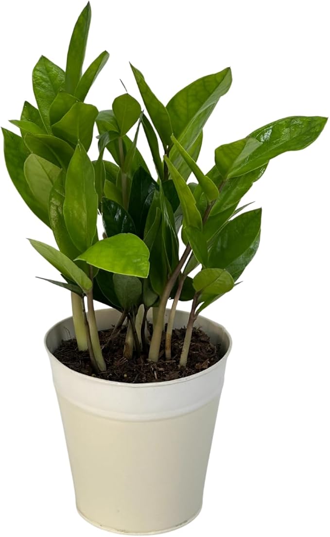 Live ZZ Plant in 5” White Duo-Tone Decorative Metal Pot | Indoor Houseplant, Easy Care| Low Maintenance Plant, Air-Purifying Houseplants