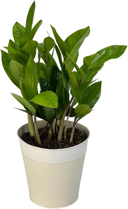 Live ZZ Plant in 5” White Duo-Tone Decorative Metal Pot | Indoor Houseplant, Easy Care| Low Maintenance Plant, Air-Purifying Houseplants
