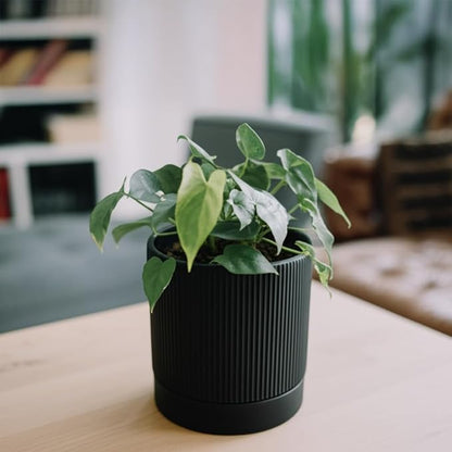 6 Inch Ceramic Plant Pot with Drainage & Saucer - Indoor Planter for Succulents, Cacti & Aloe Vera - Striped Design, High-Temp Fired Clay, Lightweight Modern Decor