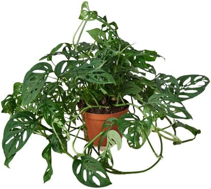 HOUSE PLANT SHOP | Monstera Swiss Cheese - 8" Pot | Live Indoor Plant | Easy to Care | Natural Décor Plant | Great Gifts | Free Care Guide