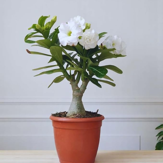 White Desert Rose Plant Live, Adenium Desert Rose Plant Live, 4 to 7 Inches Tall, Flowering Succulent Plant
