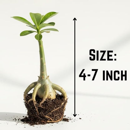 Red Desert Rose Plant Live, Adenium Desert Rose Flowers, Perennial Flowers Succulent Plant, Vibrant Bloom, 4 to 7 Inch Tall, Well Rooted
