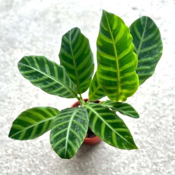 Calathea Zebrina Live Plant in 4" Pot - Calathea Plants Live - Pet Safe Easy to Grow Air Purifying Indoor House Plants Flowers for Home Office Wedding Decor & Birthday Gift(Heat Pack Included)