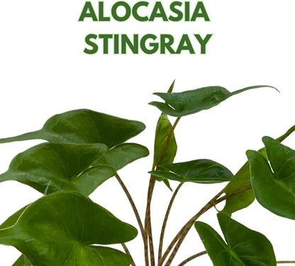 BubbleBlooms Alocasia Stingray in a 4 inch Pot