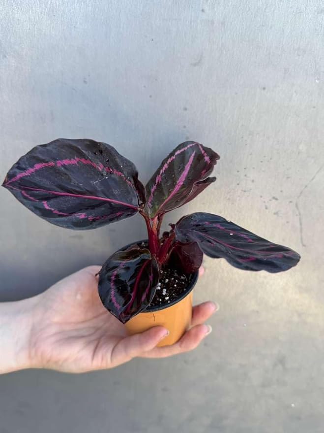 PLANTVERS Live Calathea Plant in 2" Grow Pot – Easy Care & Low Maintenance Tropical Houseplant – Air Purifying Indoor Plant for Low Light & Home Décor (Calathea Roseopicta ‘Dottie’)