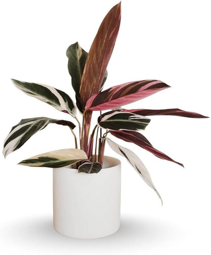 Tricolor Prayer Live Plant, Perennial Plant 4-8 Inches, Indoor Tricolor Prayer Plant Live for Garden, Foliage Starter Houseplant