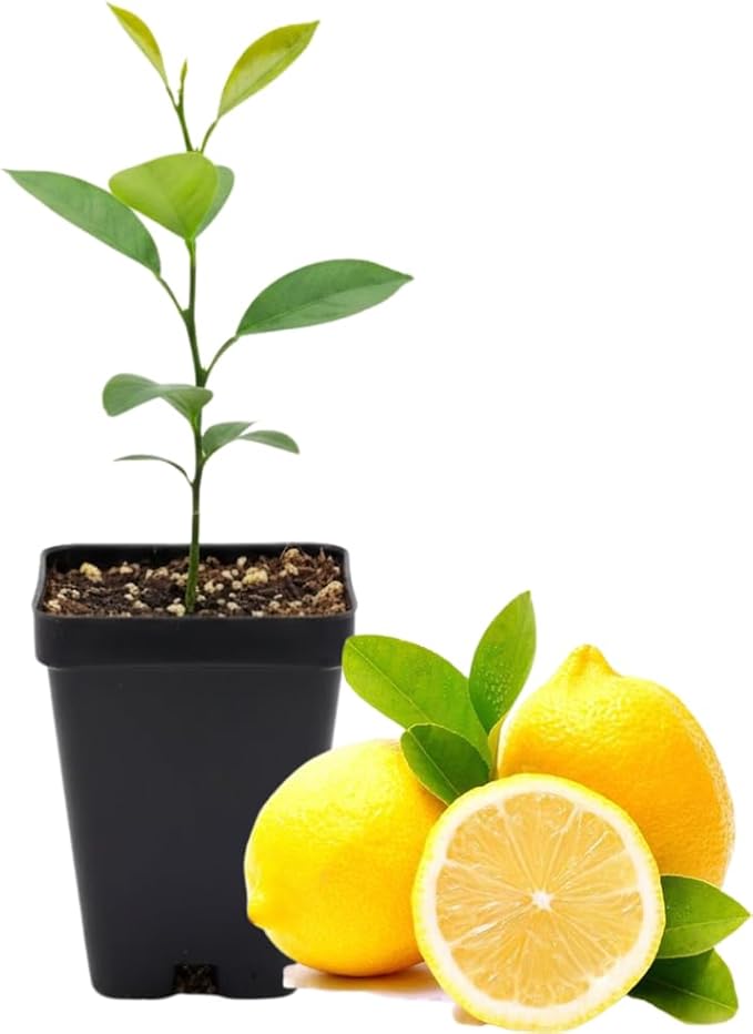 Meyer Lemon Tree Live Plant, Citrus Starter Plant 2-4” Tall in 4” Pot, Fragrant Yellow Citrus Tree