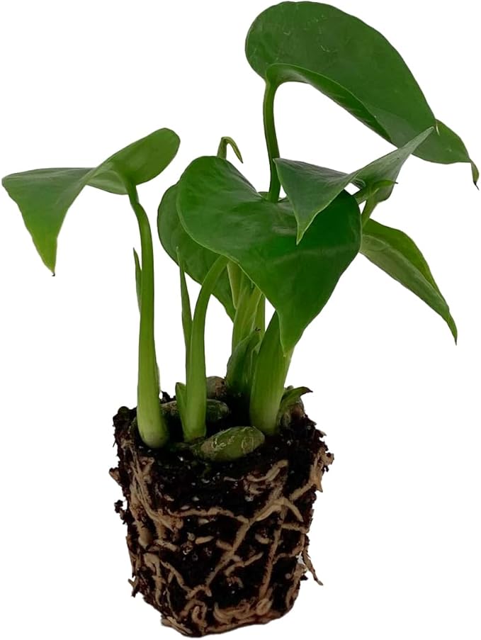 ragnaroc Monstera Deliciosa 2ct – Live Plant for Indoor Outdoor Use, Garden & Landscaping – Live Arrival Guaranteed