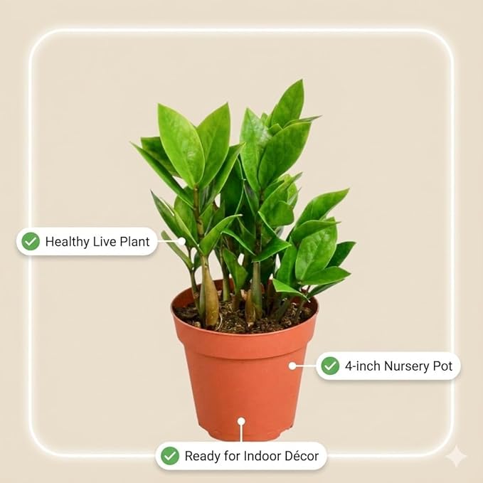 ZZ Plant 3/4/6/8" - Zamioculcas Zamiifolia Raven Plant- Indoor Easy Care House Plant - Live Plant (4" Pot – 9–11" Tall)