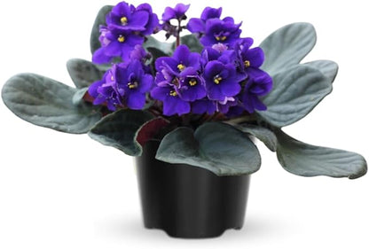 African Violets Live Plants, African Violet Plant Live House Plants, 4 Inc Potted, 4 to 6 Inc Long (Blue)