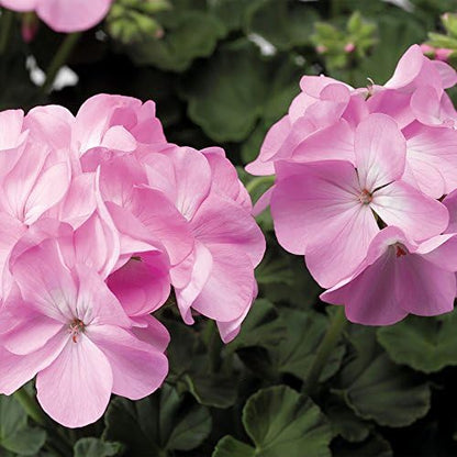 Park Seed Geranium Flowering Plant Seeds, Pinto Premium Lavender Variety with Fragrant 5–6 Inch Bloom Heads, Compact and Heat-Resistant, Pack of 10