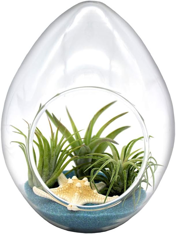 6-Inch Teardrop Glass Terrarium Complete Kit with 3 Live Tillandsia Air Plants, Colored Sand and Seashells (Blue Sand)