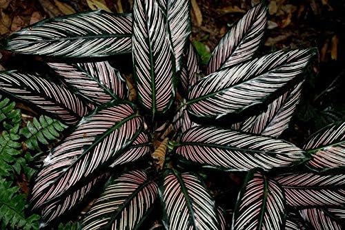 Pin Stripe Calathea - 3 Live Plants in 4 Inch Pots - Calathea Ornata - Beautiful Easy to Grow Air Purifying Indoor Plant