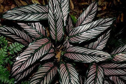 Pin Stripe Calathea - 3 Live Plants in 4 Inch Pots - Calathea Ornata - Beautiful Easy to Grow Air Purifying Indoor Plant
