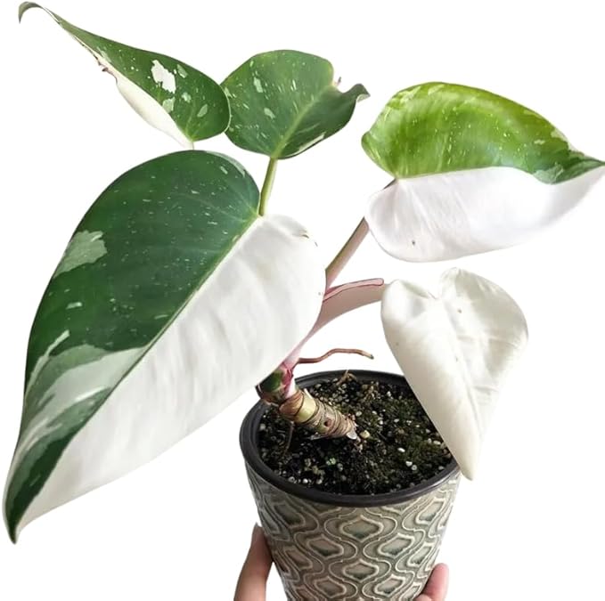 2 Rare Philodendron Live Plants Varieties Collection, Philodendrons Plants Size 5-9 Inc for Indoor Houseplant Décor, Ornamental Tropical Well-Rooted (White Green Philodendron Plants)