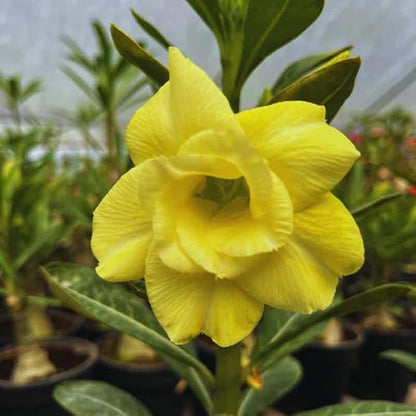 Double Yellow Desert Rose Plant Live, Adenium Desert Rose Plant Live, 4 to 7 Inches Tall, Flowering Succulent Plant