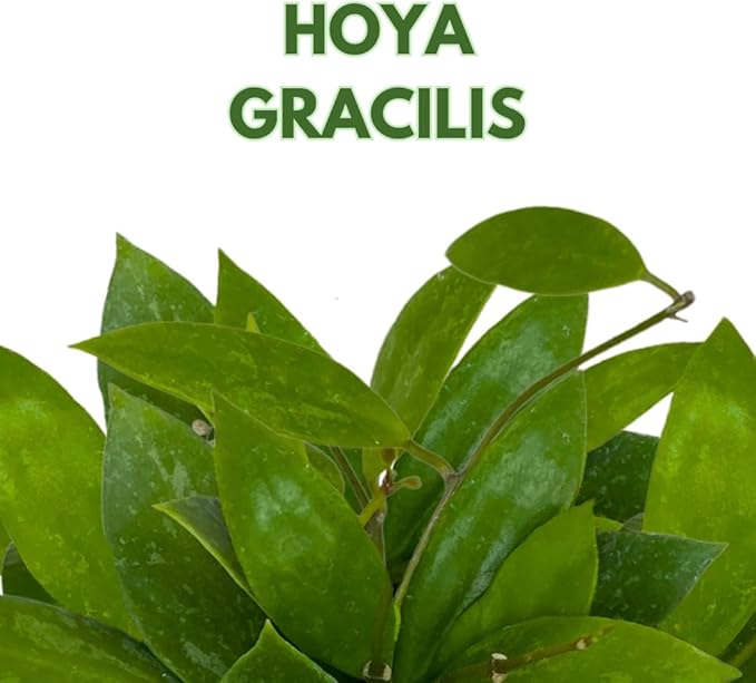 BubbleBlooms Hoya Gracilis, Rare Limited Live Plant, in 4 inch Pot