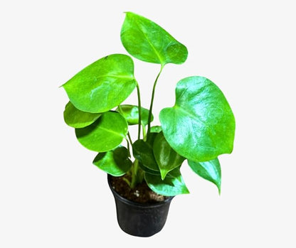 PLANTVERS Live Monstera Deliciosa in a Nursery Pot | Tropical Air Purifying Indoor Plant | Low Maintenance Large Leaf Houseplant | Easy Care Home or Office Décor Plant (4" Grow Pot)