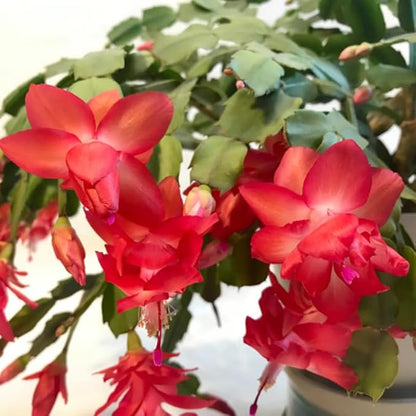 Red Christmas Cactus Plants Live in 4 Inch Pot, Perennial Christmas Thanksgiving Cactus Plants Potted, Vibrant Flower Holiday Houseplant Indoors Outdoors