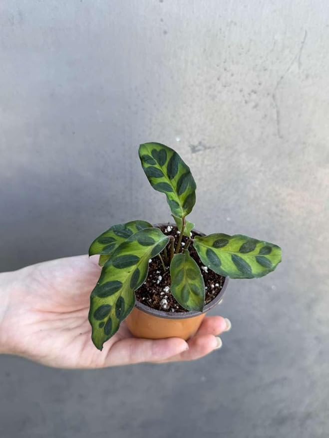 PLANTVERS Live Calathea Plant in 2" Grow Pot – Easy Care & Low Maintenance Tropical Houseplant – Air Purifying Indoor Plant for Low Light & Home Décor (Calathea Lancifolia)