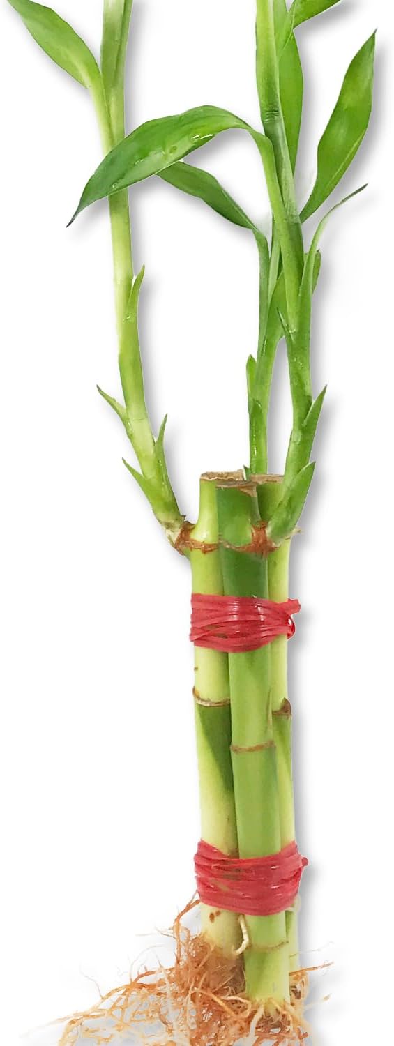 Lucky Indoor Bamboo for Happiness, Wealth and Longevity - 3 Live Plants - 8 Inch - Ships Bare Root - Air Purifying Feng-Shui Zen Garden Houseplants