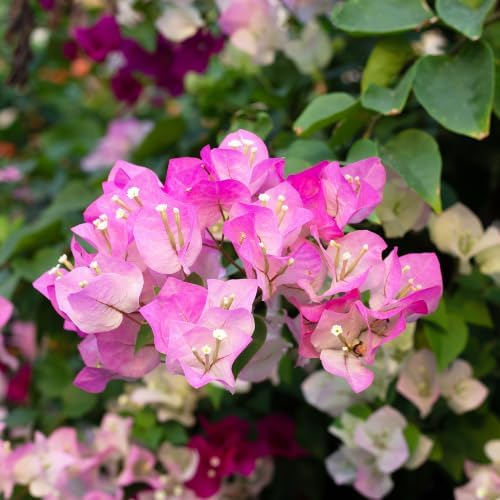 Set 2 Pink White Bougainvillea Plants Live, 5-8" Perennial Colorful Bougainvillea Plant for Outdoor Garden, Patio, Well Rooted