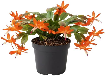 Orange Christmas Cactus Plants Live in 4 Inch Pot, Perennial Christmas Thanksgiving Cactus Plants Potted, Vibrant Flower Holiday Houseplant Indoors Outdoors