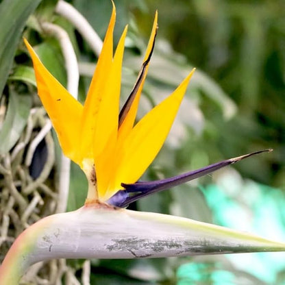 Bird of Paradise Plant Live Houseplant, 5 to 10 Inches Tall, Tropical Strelitzia Reginae Bird of Paradise Bush Live Plant (Yellow Bird of Paradise)