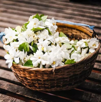 Night Blooming Jasmine Live Plant - Cestrum Nocturnum. Fragrant Flowering Shrub for Garden, Patio or Window (2 ngt.jas sacs)