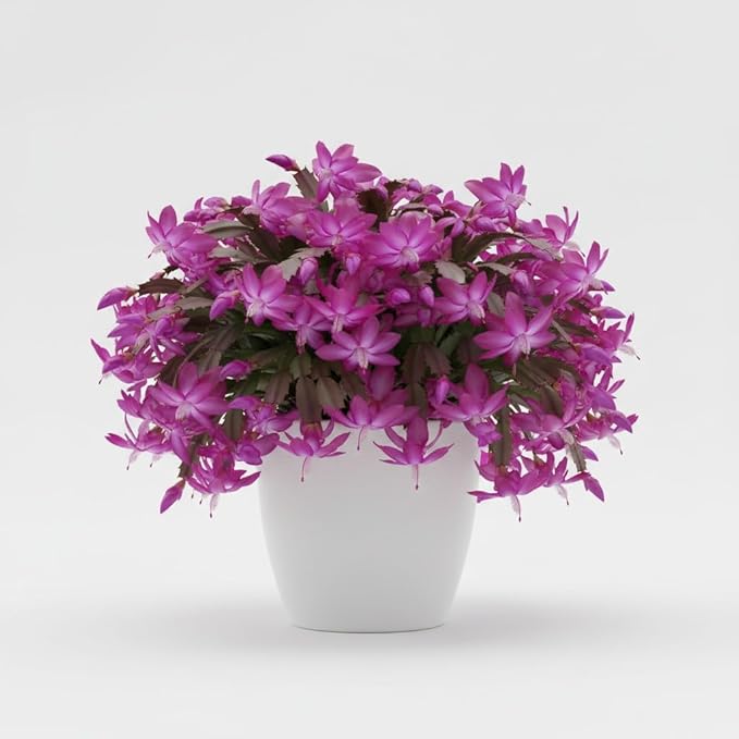 Christmas Cactus Live Plant 4 inch Pot, Christmas Flower Plant, Flower Succulents Plants, Holiday Christmas Cactus for Planting (Purple Christmas Cactus)