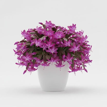 Christmas Cactus Live Plant 4 inch Pot, Christmas Flower Plant, Flower Succulents Plants, Holiday Christmas Cactus for Planting (Purple Christmas Cactus)