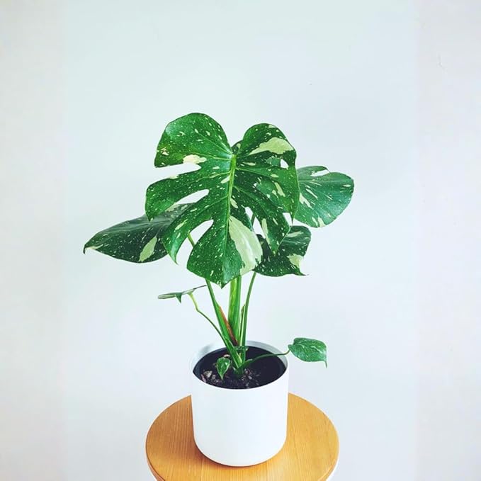 Monstera Plant Live, Thai Constellation Monstera Live Plant, 4 to 6 Inches Tall, Variegated Monstera Houseplant for Home and Office Decoration