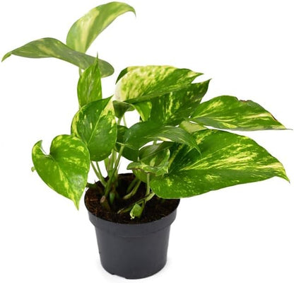1 Golden Pothos, 1 Pearl & Jade Pothos - 2 Inch Potted and Rooted Plants - Great Indoor Plant - Air Purification - Easy Care