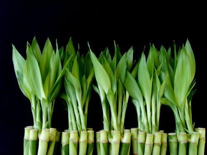 50 Stalks of 6 Inches Straight Lucky Bamboo Sold by JM Bamboo