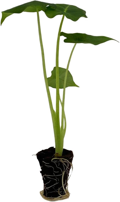 ragnaroc Alocasia Frydek ‘Velvet Elvis’ (Alocasia micholitziana) 2ct – Live Plant for Indoor Outdoor Use, Garden & Landscaping – Live Arrival Guaranteed
