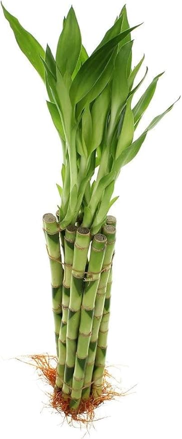 Live Lucky Bamboo Plant, 10 Stalks, 12 Inches Straight