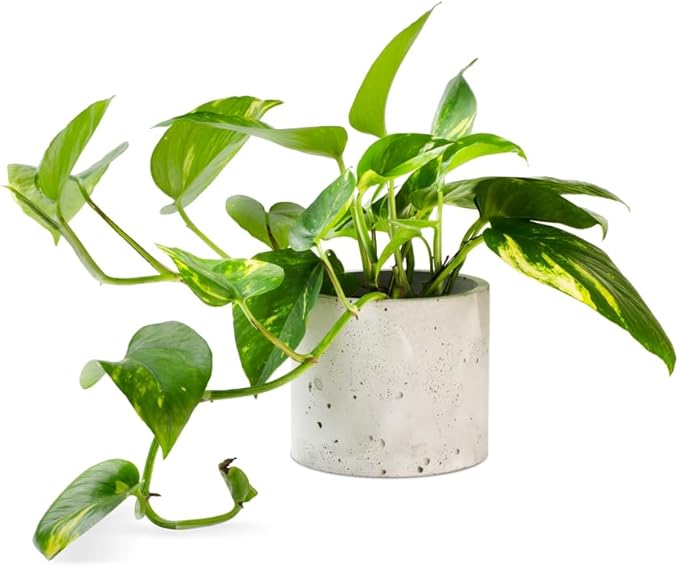 1 Golden Pothos, 1 Pearl & Jade Pothos - 2 Inch Potted and Rooted Plants - Great Indoor Plant - Air Purification - Easy Care