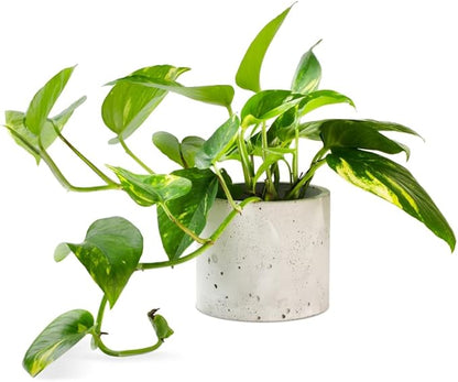1 Golden Pothos, 1 Pearl & Jade Pothos - 2 Inch Potted and Rooted Plants - Great Indoor Plant - Air Purification - Easy Care