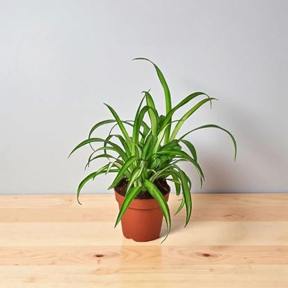 Spider Collection – Bonnie, Reverse & Hawaiian Varieties – Airplane, Pet Friendly Live Indoor Houseplant (4" Spider Plant Hawaiian)