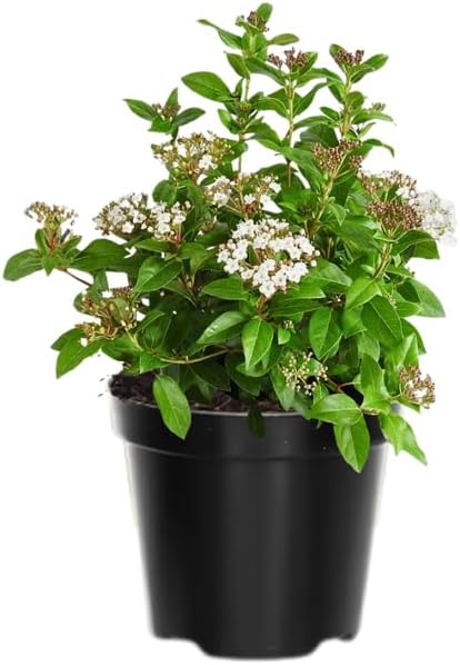 Old Fashion Snowball Viburnum Tree Live Plant Shrub in Pot, Fragrant Flower, Dormant in Winter, 6-12" in Tall, Bare Root to CA, Bush Shrub Spring Blooms