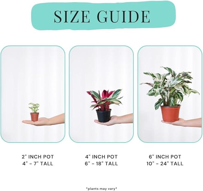 CoollectivePlants Calathea Stella – Live Calathea Plant in 6″ Grower’s Pot, Easy Low Maintenance Indoor Houseplant, Pet Friendly, Includes UniHeat Pack for Winter Protection