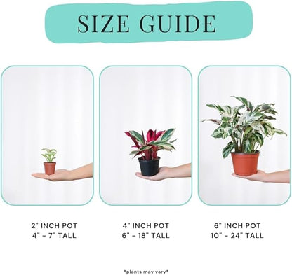 CoollectivePlants Calathea Stella – Live Calathea Plant in 6″ Grower’s Pot, Easy Low Maintenance Indoor Houseplant, Pet Friendly, Includes UniHeat Pack for Winter Protection