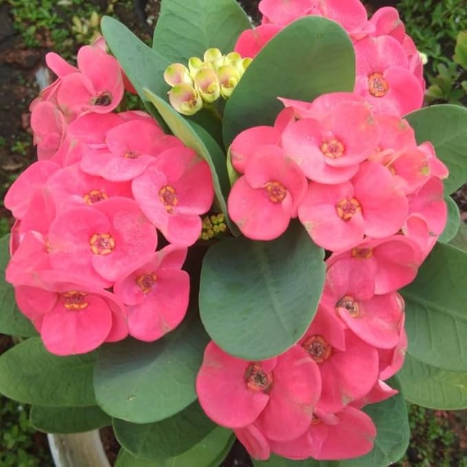 Red Crown of Thorns Plant, 5-8" Euphorbia Milii Plant, Crown of Thorns Plants Live for Planting Outdoors Indoors, Well Rooted, No Pot
