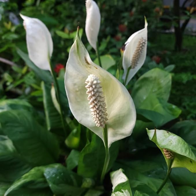 2 Green Peace Lily Live Houseplant - Live Indoor Houseplant with Elegant Leaves - 5 to 9 Inc Tall