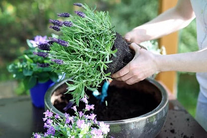Premium Lavender Potting Soil by Gardenera - Unlock The Full Potential of Your Lavender Plants - 5 QUARTS